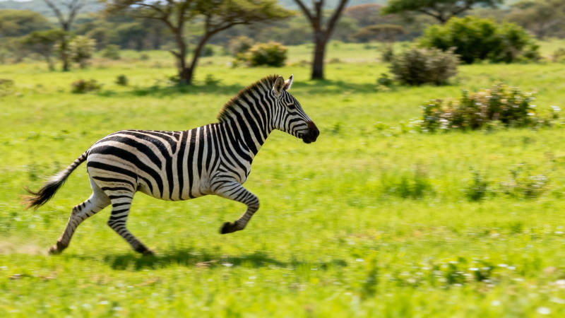 草原斑马飞奔图片