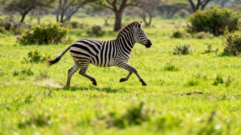斑马草原奔跑图片