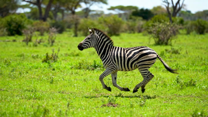 斑马草原奔跑图片
