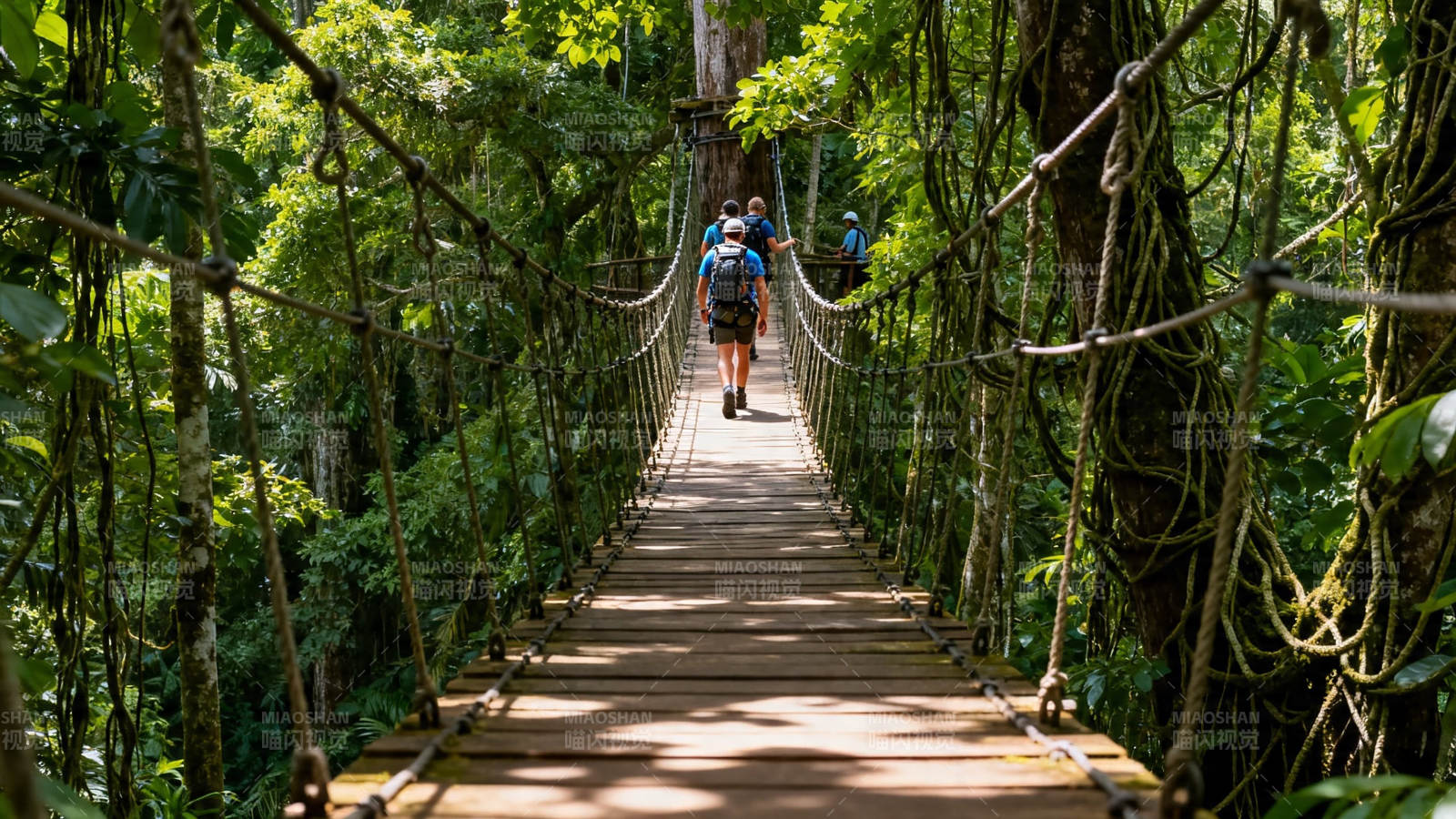 雨林吊桥徒步之旅图片
