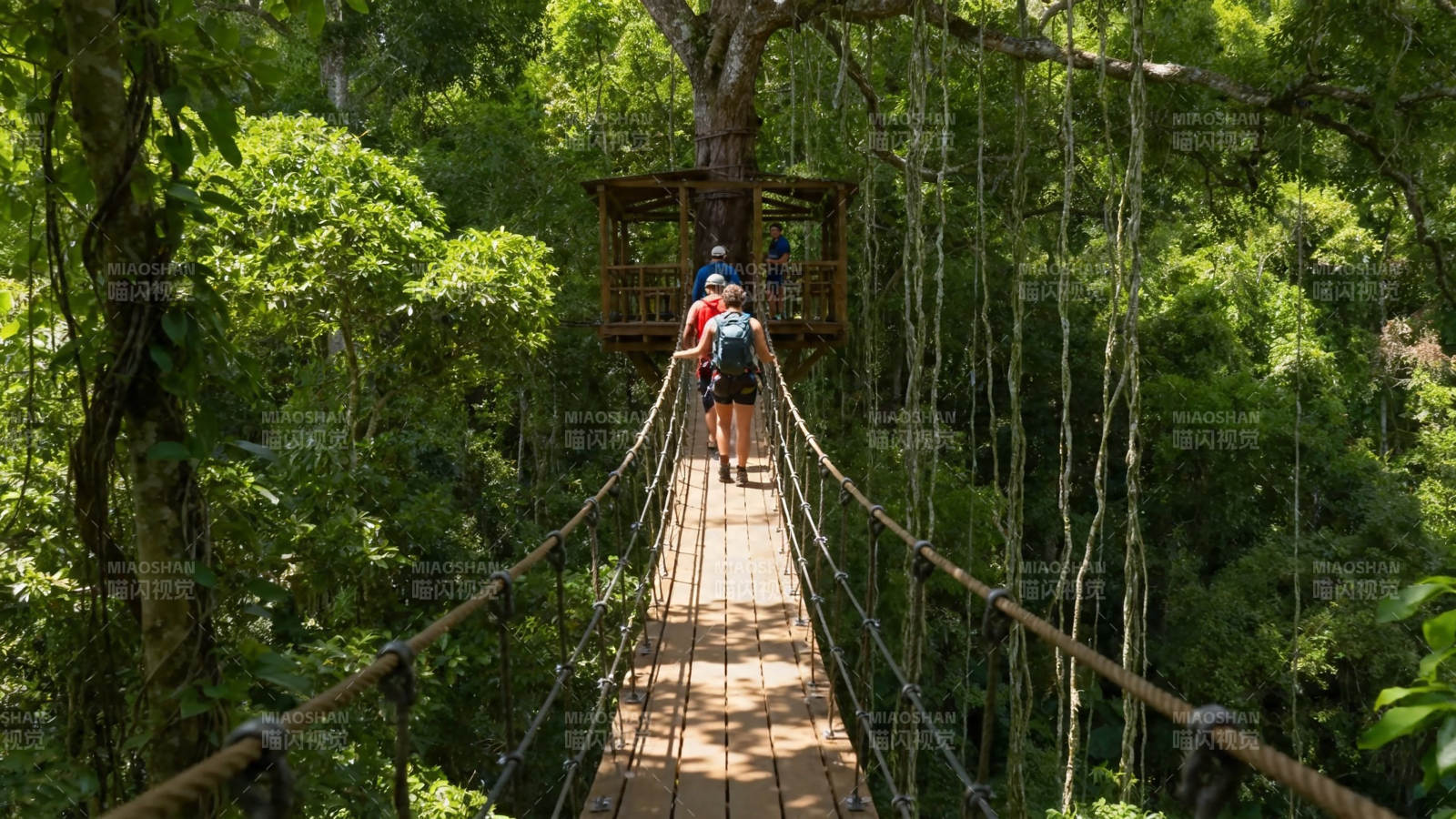 雨林吊桥探险行图片