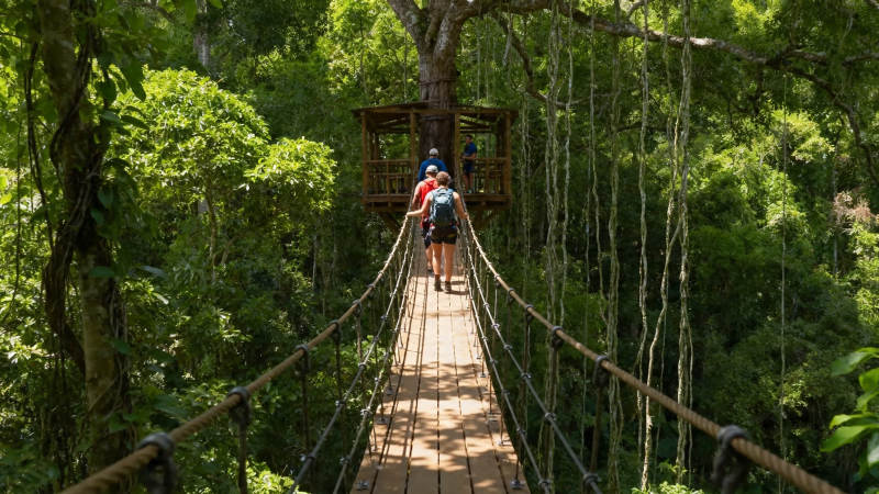 雨林吊桥探险行图片