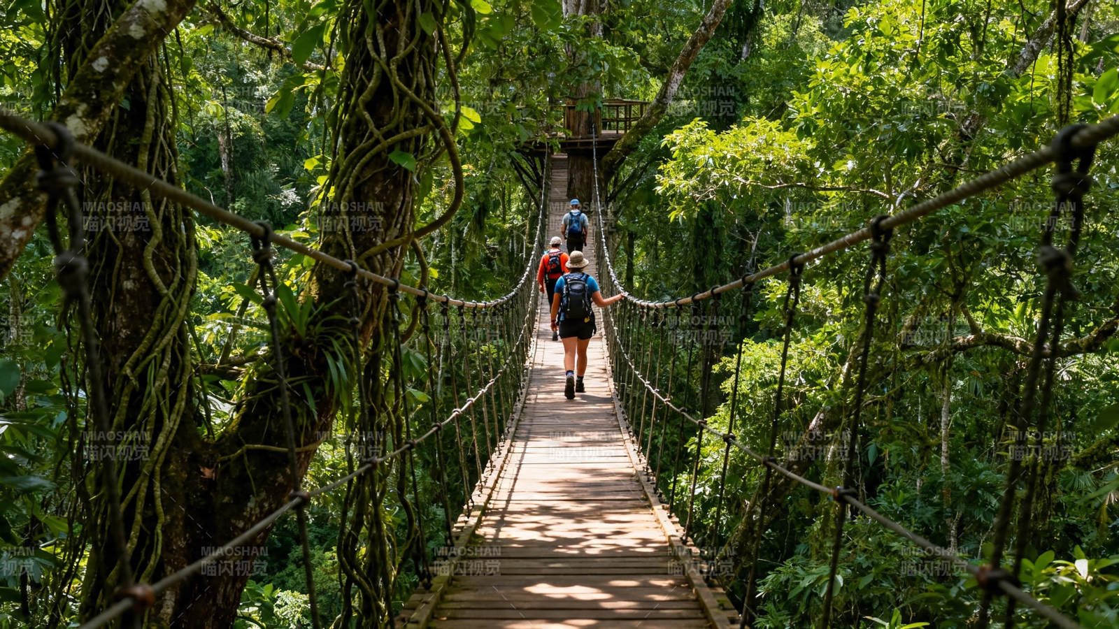 雨林吊桥徒步探险图片
