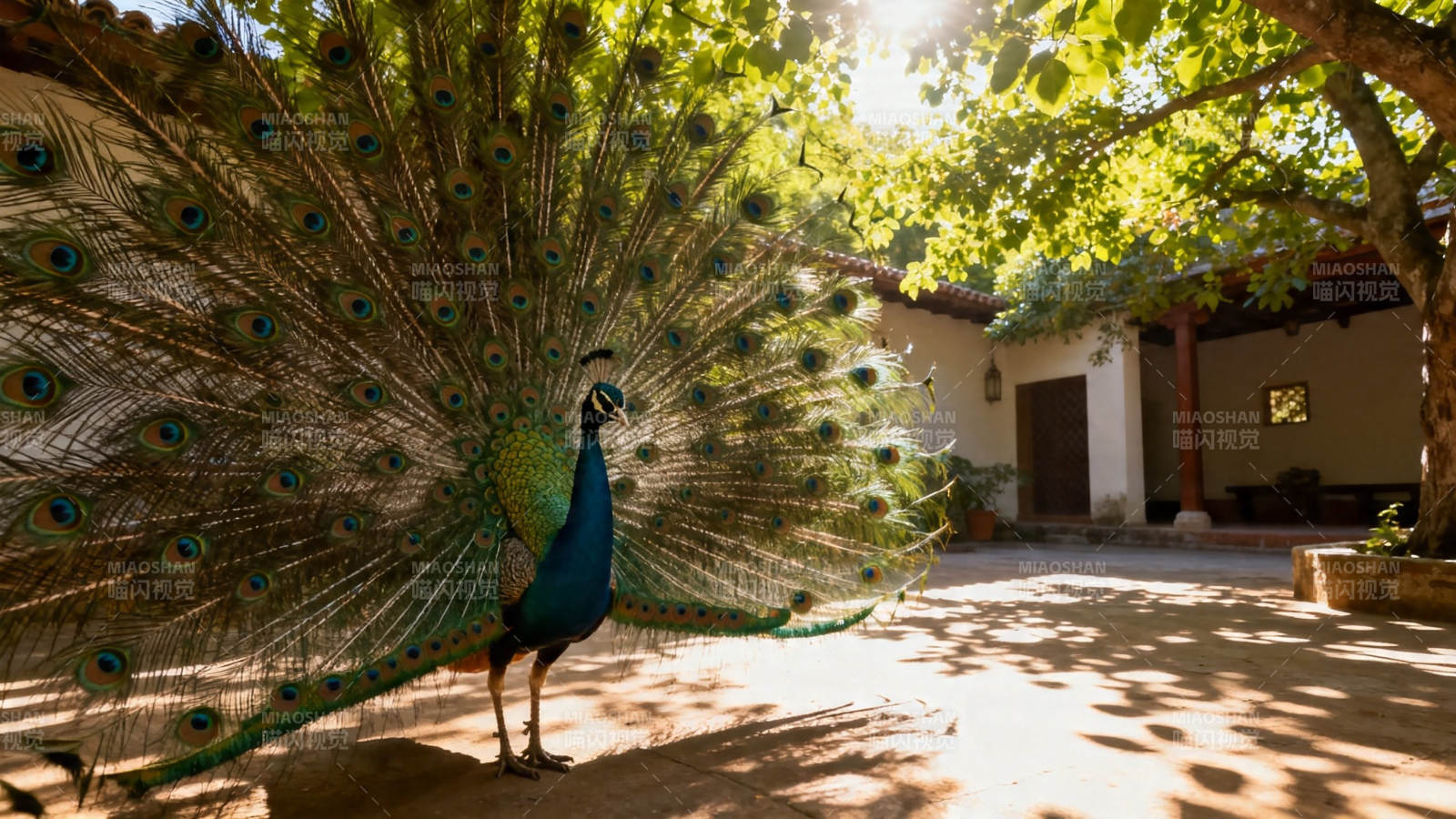 孔雀开屏 庭院生辉图片