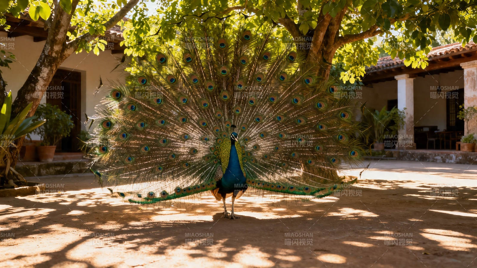 孔雀开屏 庭院生辉图片