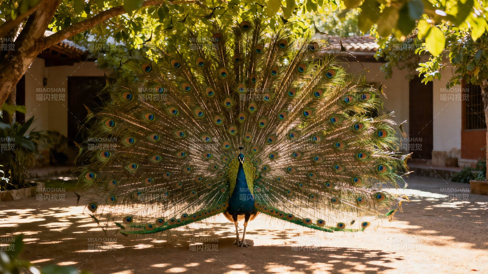 孔雀开屏 华美夺目图片