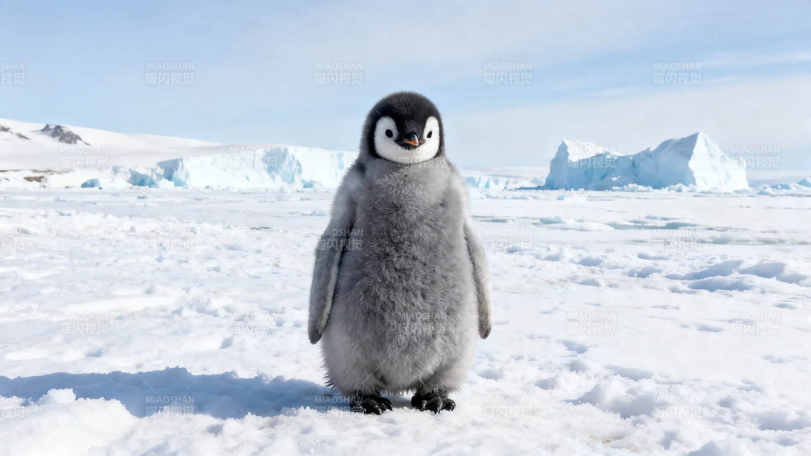 雪地小企鹅萌态十足图片