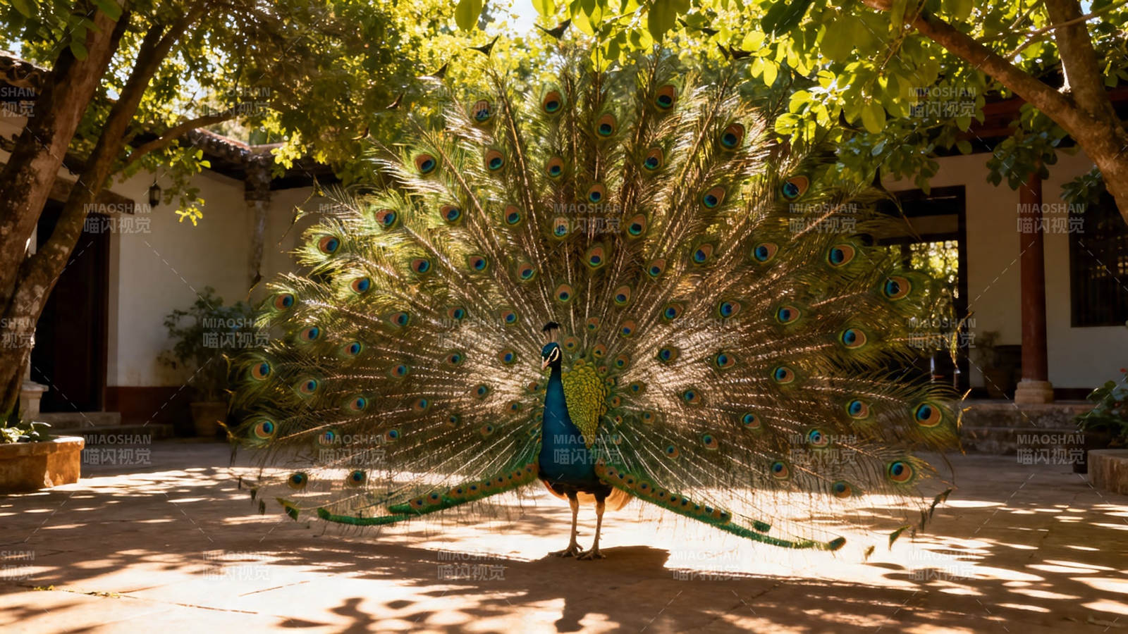 孔雀开屏 华美夺目图片