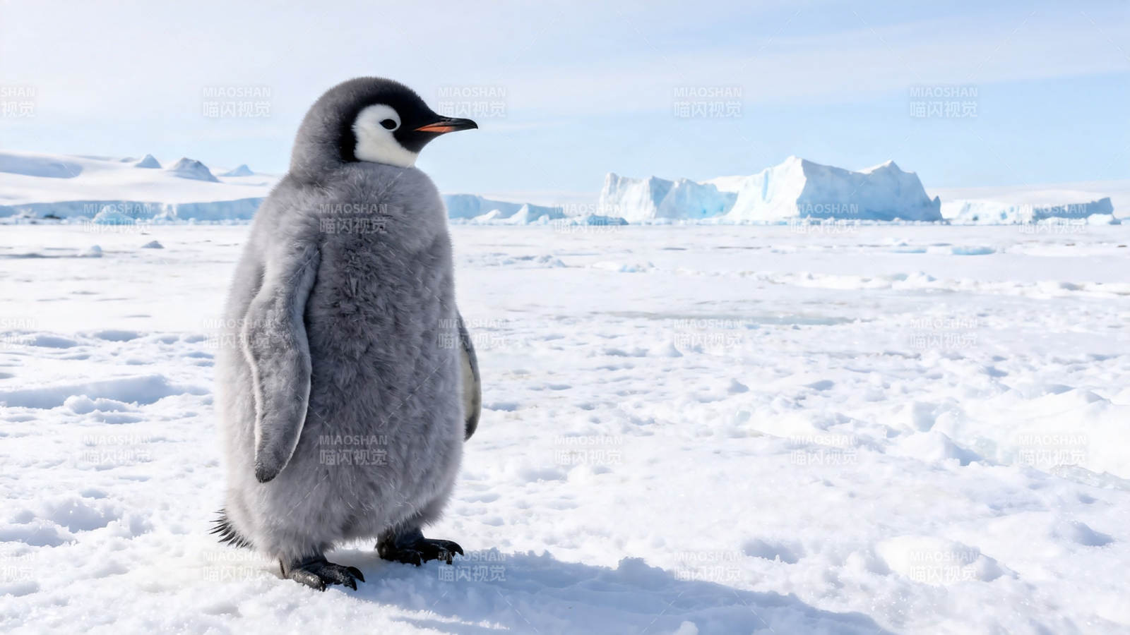 雪地上的小企鹅图片