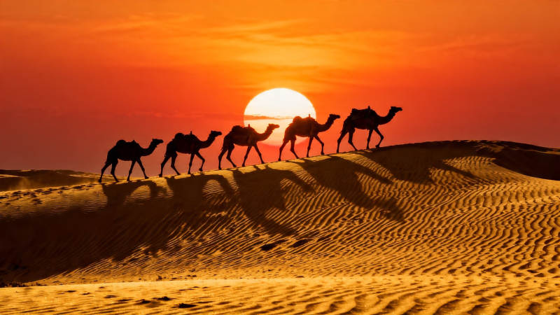 沙漠驼队夕阳行图片