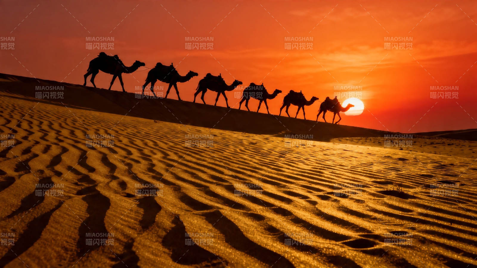 沙漠驼队夕阳行图片