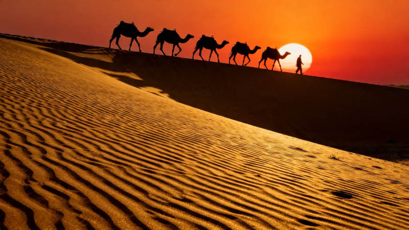 沙漠驼队剪影夕阳行图片