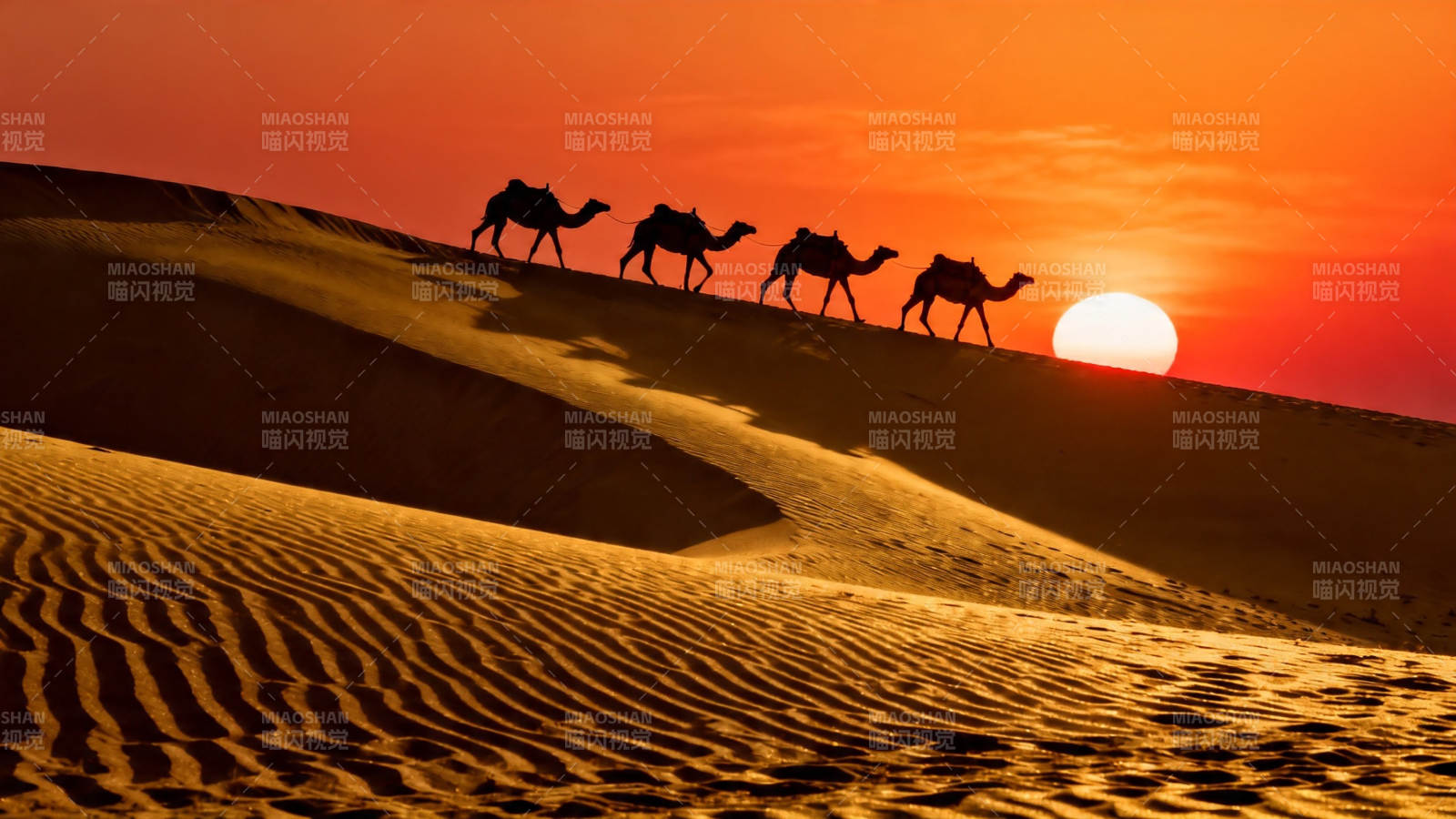 沙漠驼队迎夕阳图片