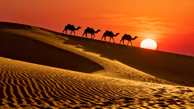 沙漠驼队迎夕阳图片