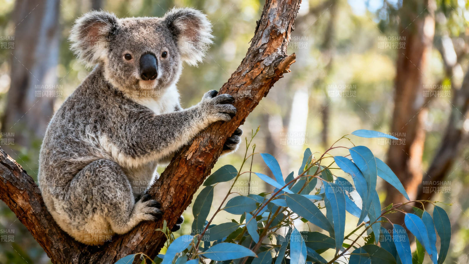 考拉抱树 萌态十足图片