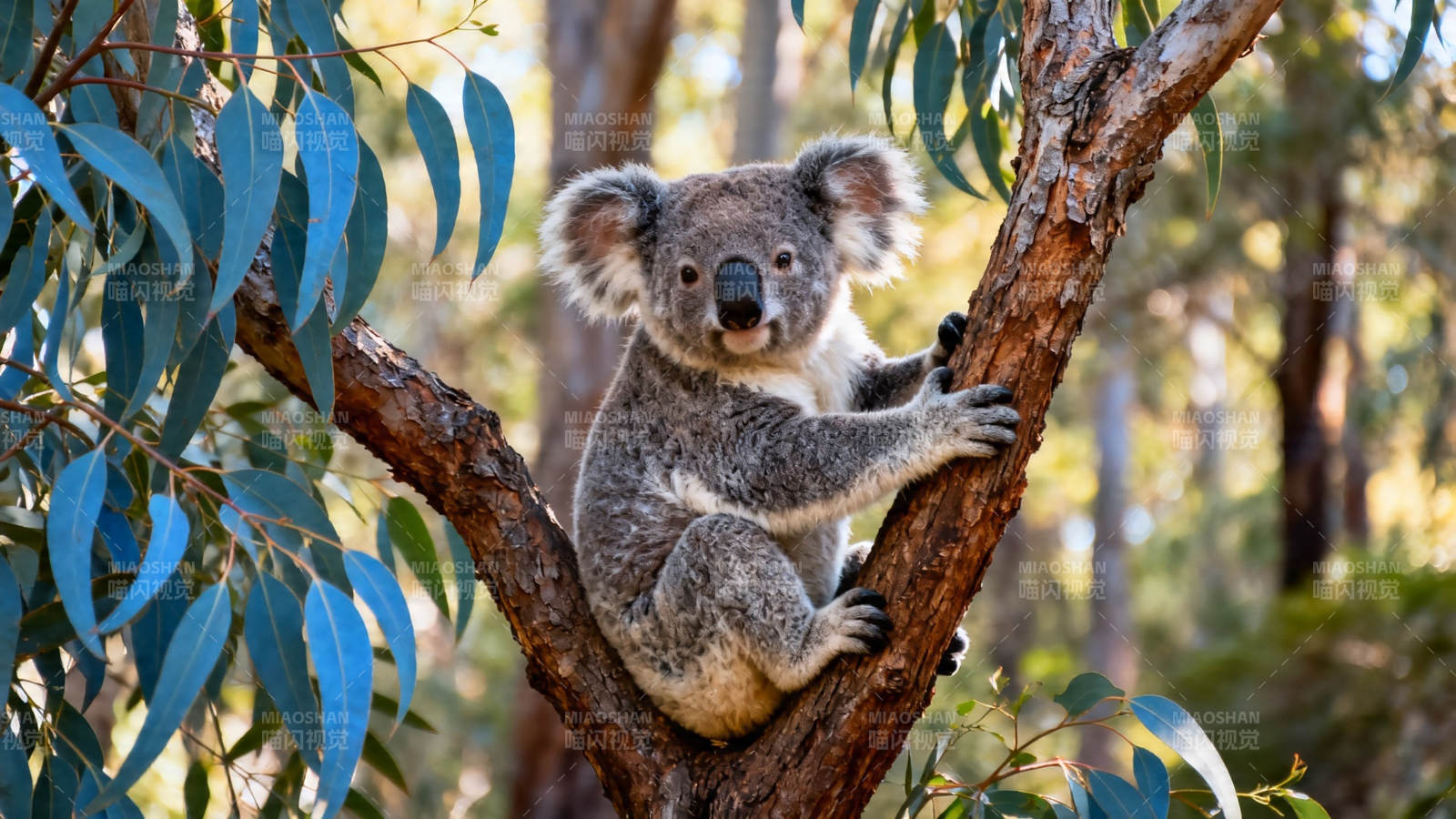 考拉抱树 萌态十足图片