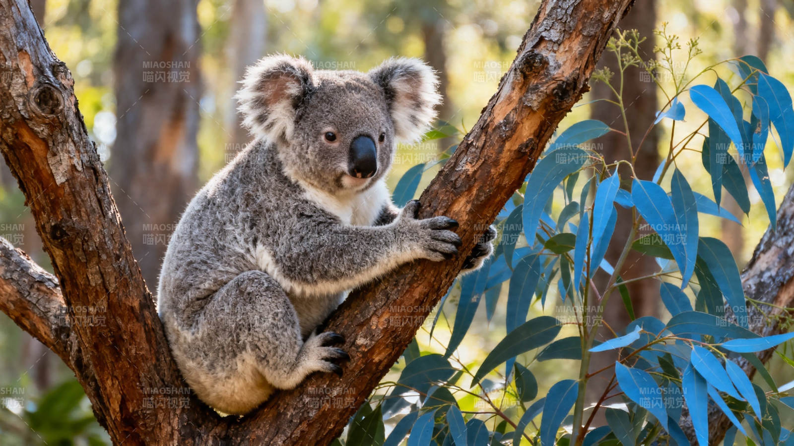考拉抱树 萌态十足图片