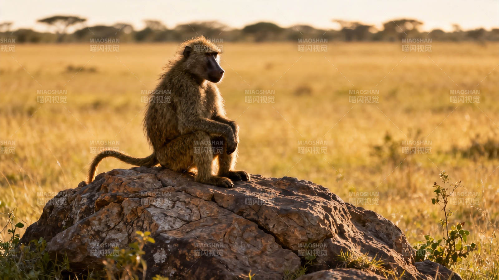 草原孤猴坐岩望远方图片