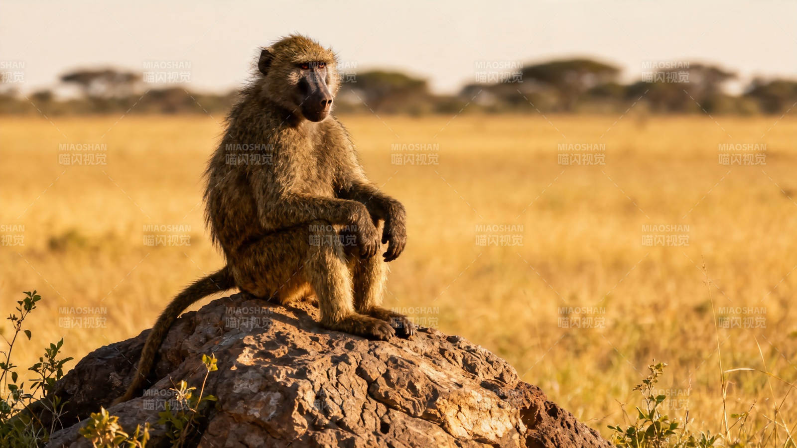 草原狒狒静坐岩石上图片
