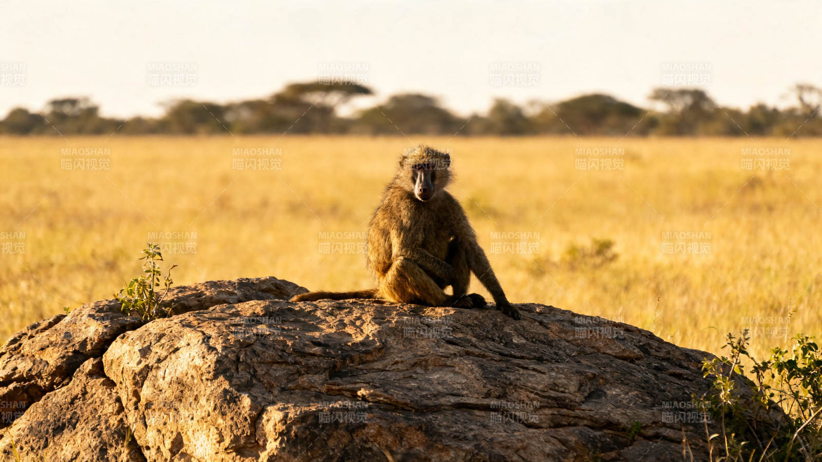 草原岩上狒狒静坐图片