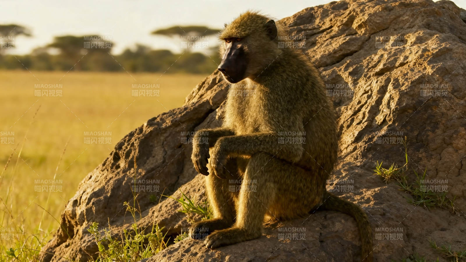 岩上狒狒望草原图片