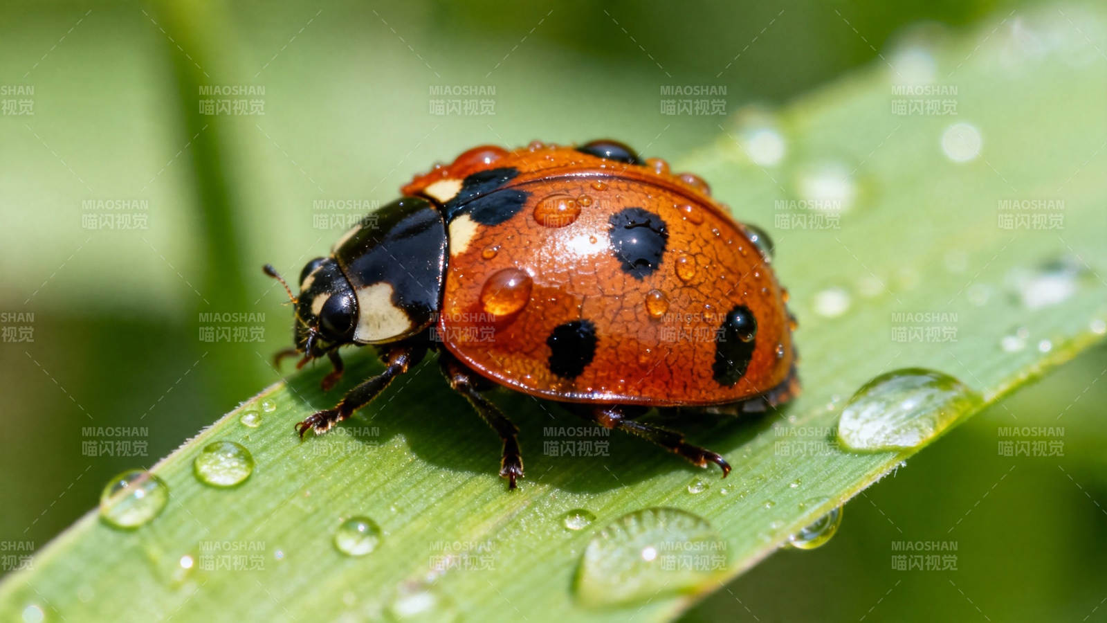 叶上瓢虫 露珠晶莹图片