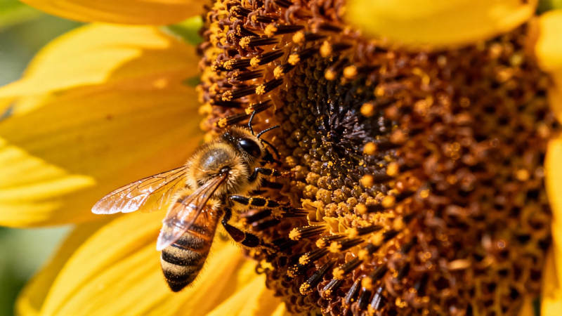 蜜蜂采蜜向日葵上图片