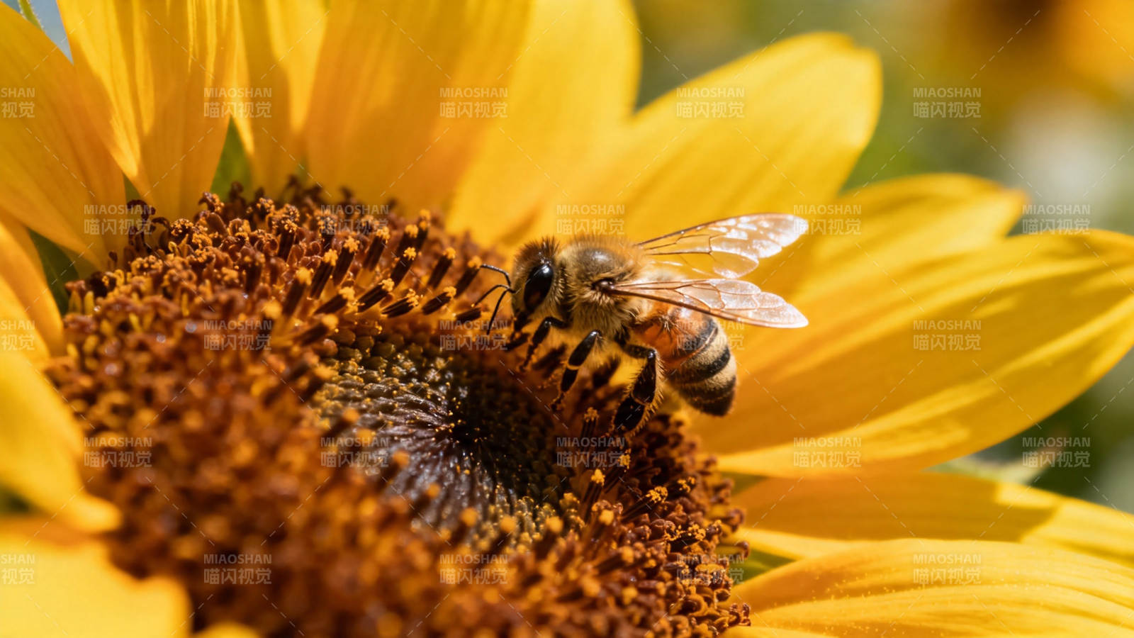 蜂采向日葵花蜜图片
