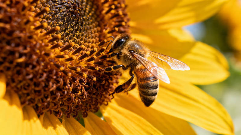 蜂采向日葵花蜜图片