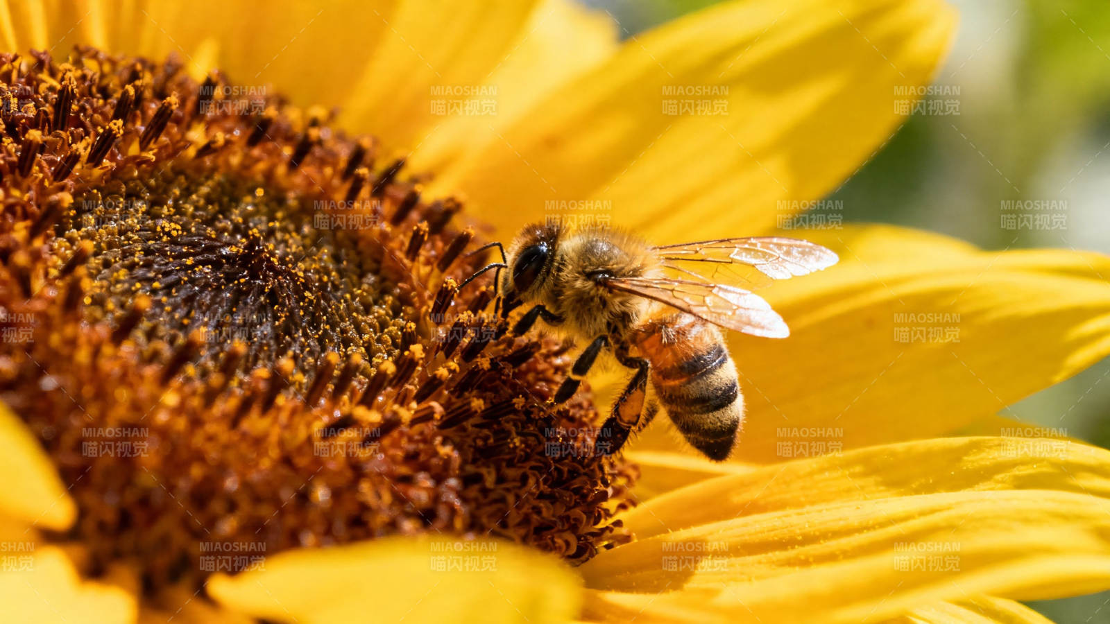 蜜蜂采蜜向日葵上忙图片