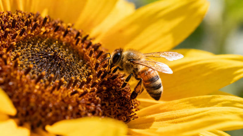 蜜蜂采蜜向日葵上忙图片
