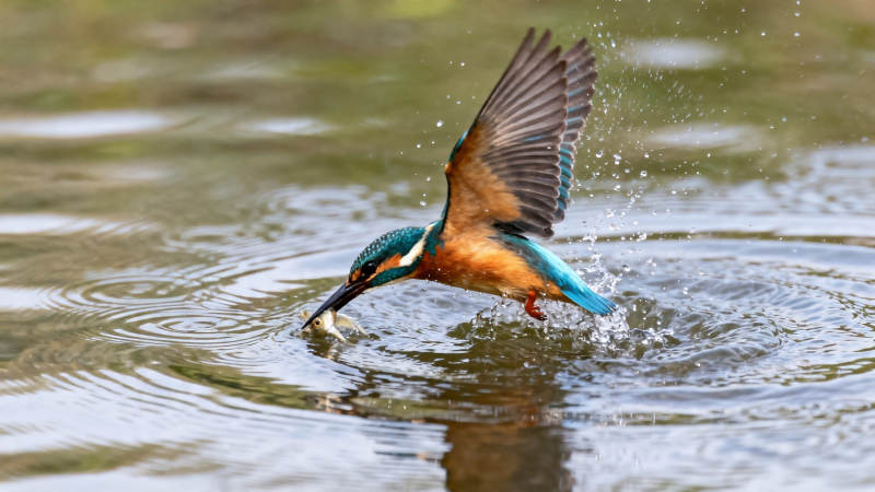 翠鸟捕鱼瞬间图片