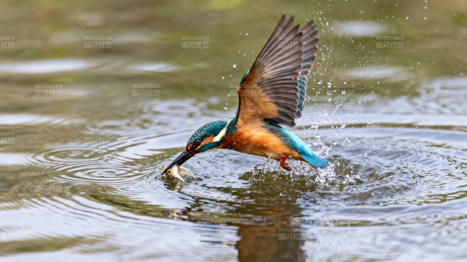 翠鸟捕鱼瞬间图片