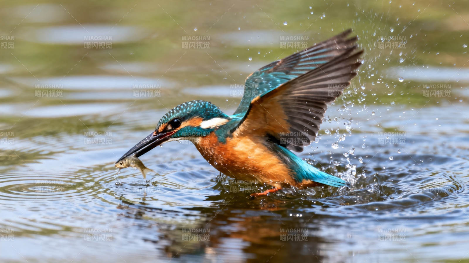 翠鸟捕鱼 展翅溅水花图片