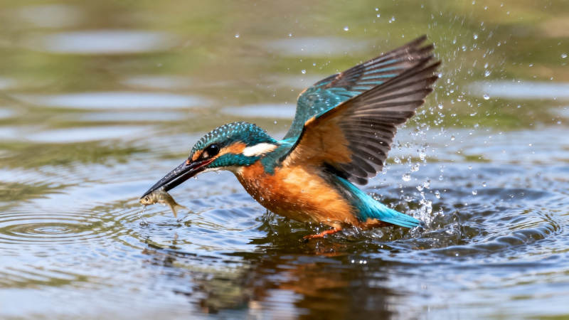 翠鸟捕鱼 展翅溅水花图片