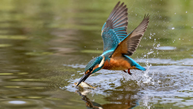 翠鸟捕鱼瞬间图片