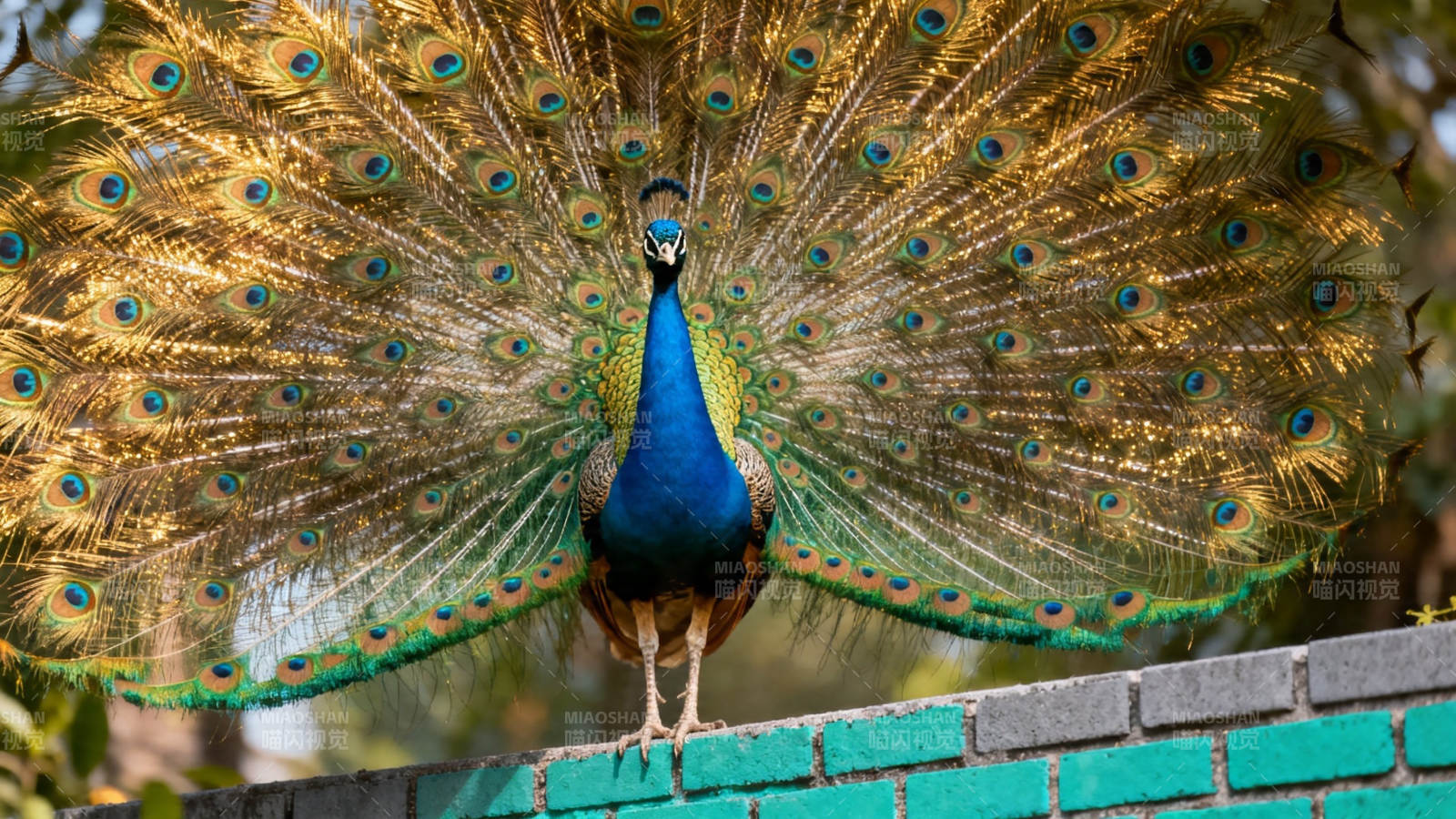孔雀开屏 华美夺目图片