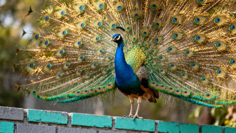 孔雀开屏 华美夺目图片