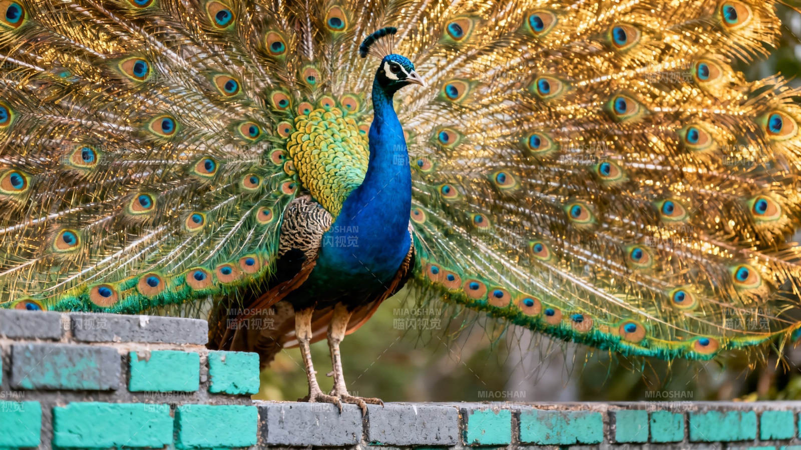 孔雀开屏 华美夺目图片