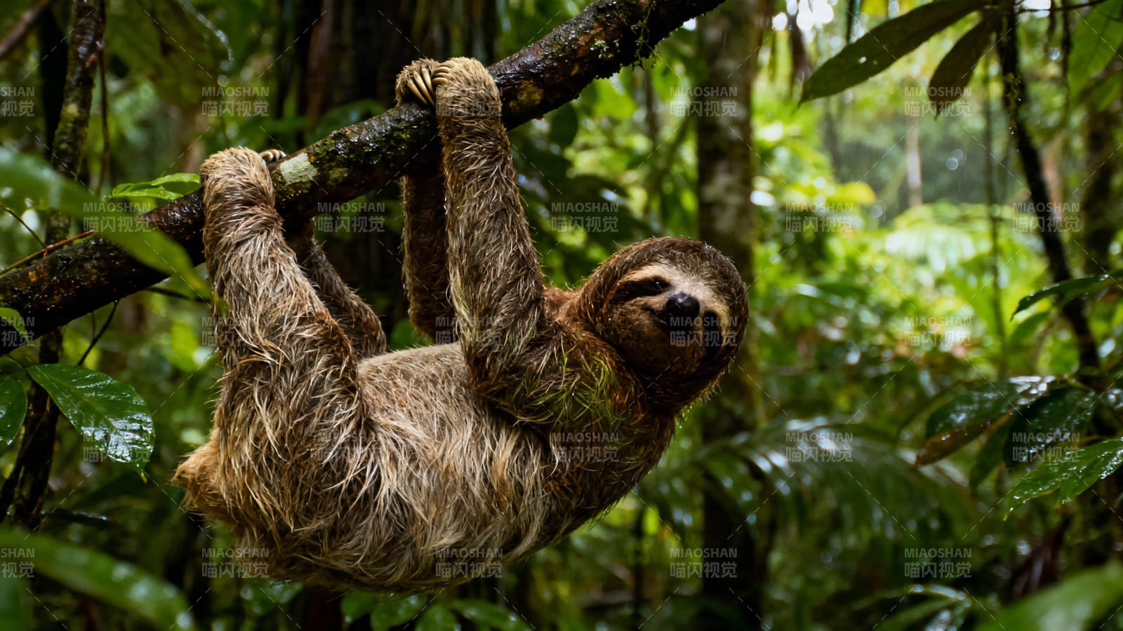 树懒挂枝 雨林慢生活图片