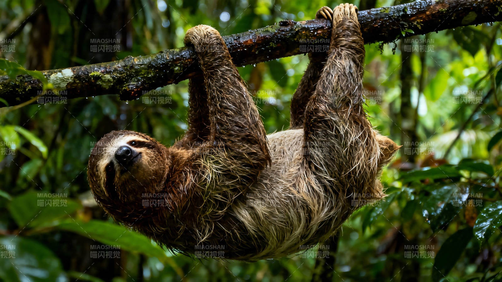 树懒倒挂树枝 悠闲自在图片