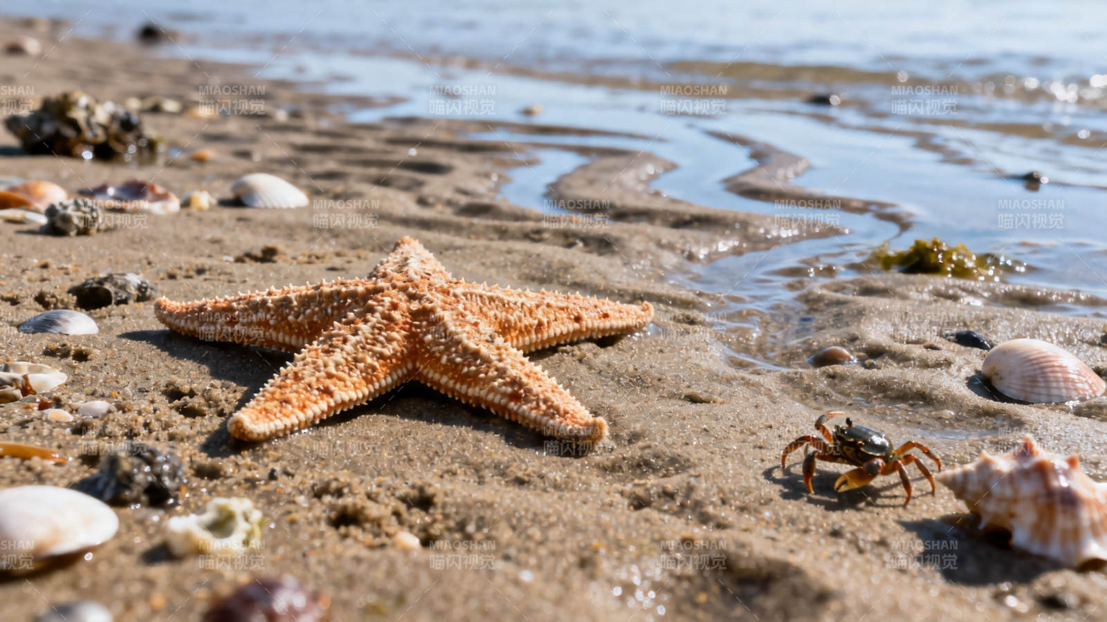 海滩上的海星与小蟹图片