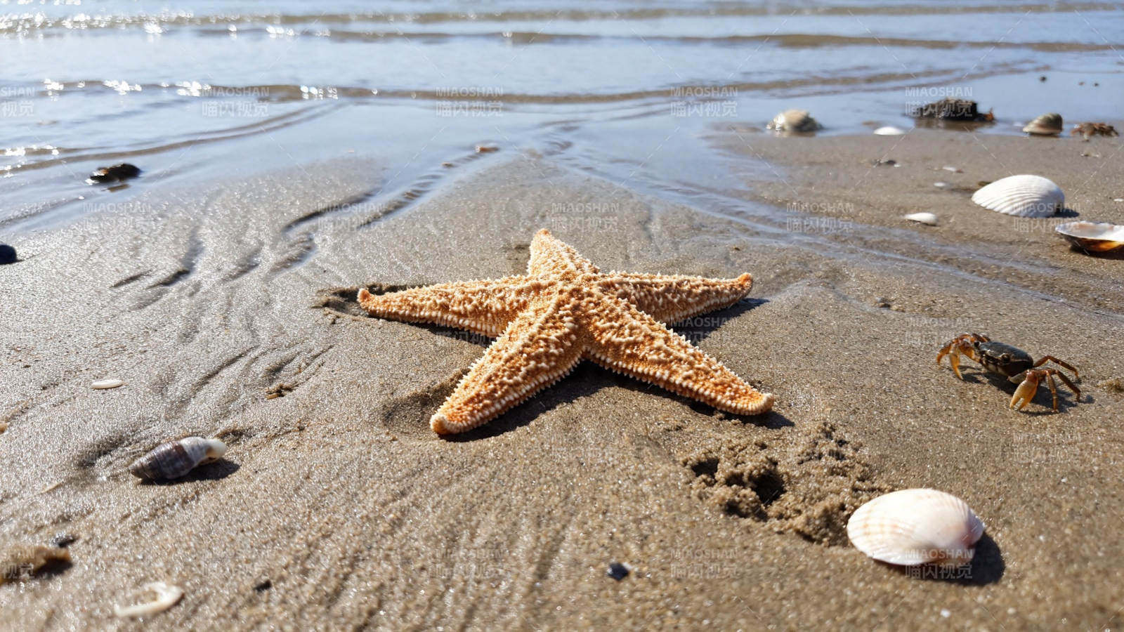 沙滩上的海星与贝壳图片