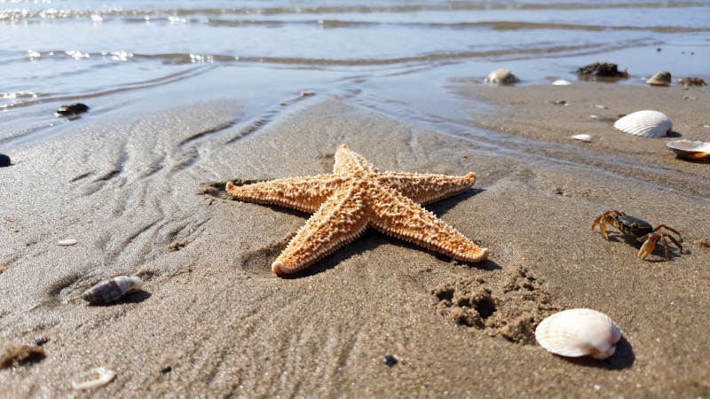 沙滩上的海星与贝壳图片