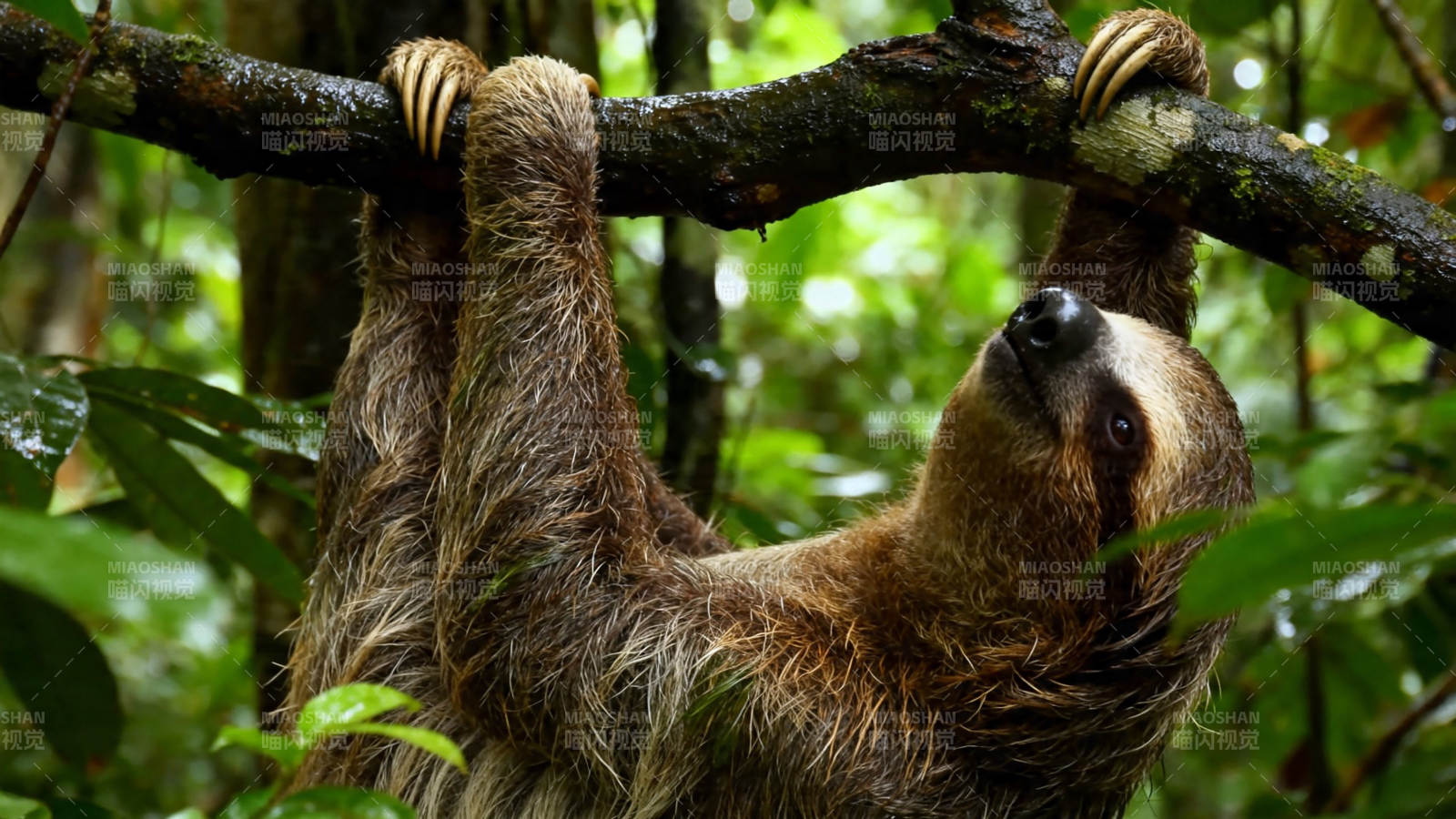 树懒挂枝 雨林慢生活图片