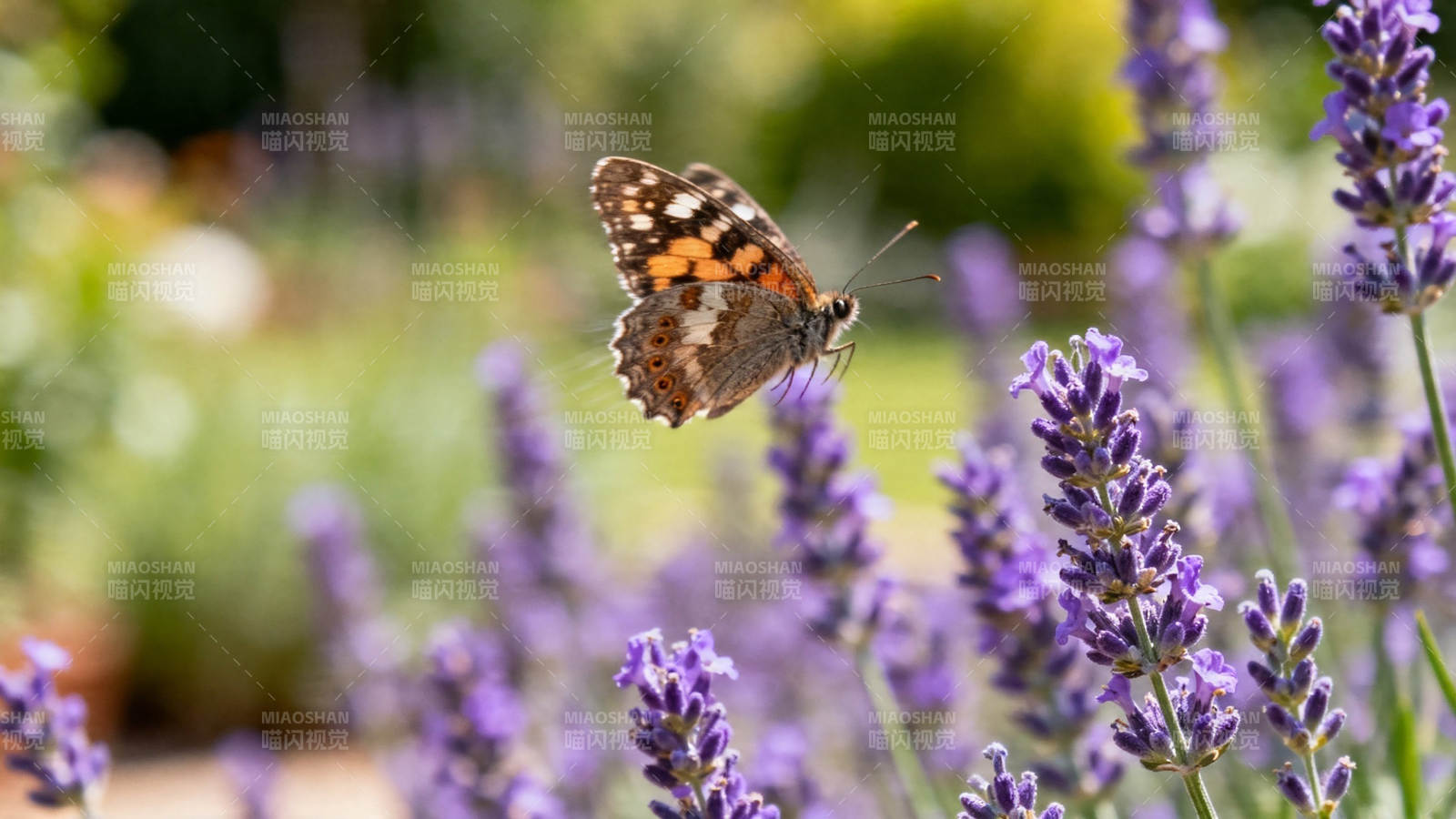 蝶舞薰衣草田图片