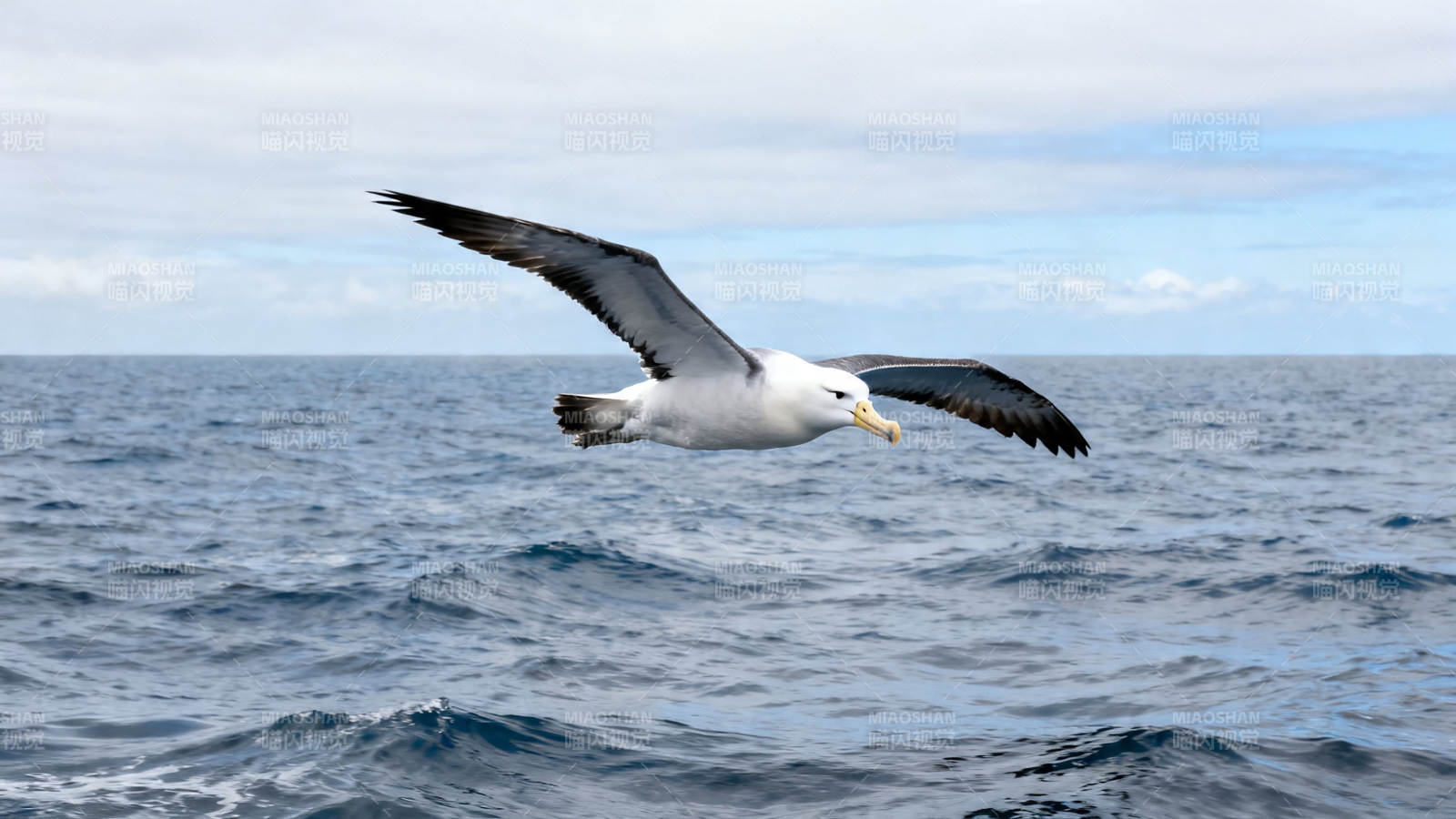 海鸟翱翔于碧波之上图片