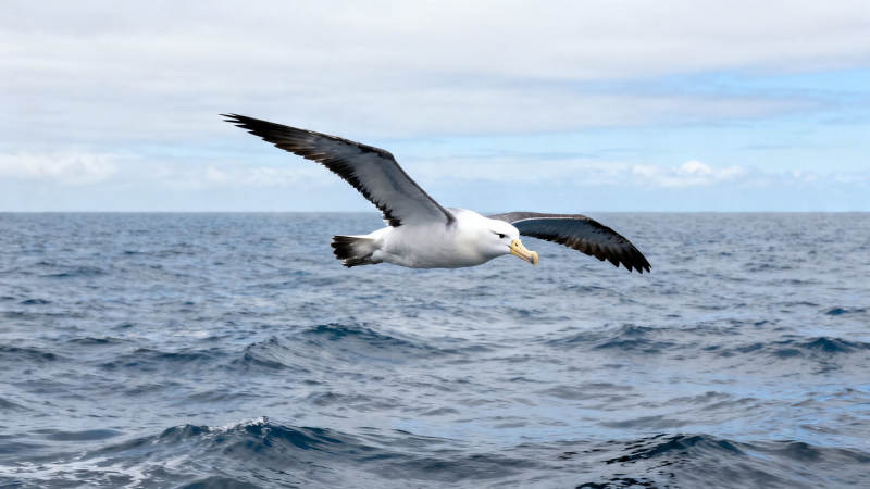 海鸟翱翔于碧波之上图片