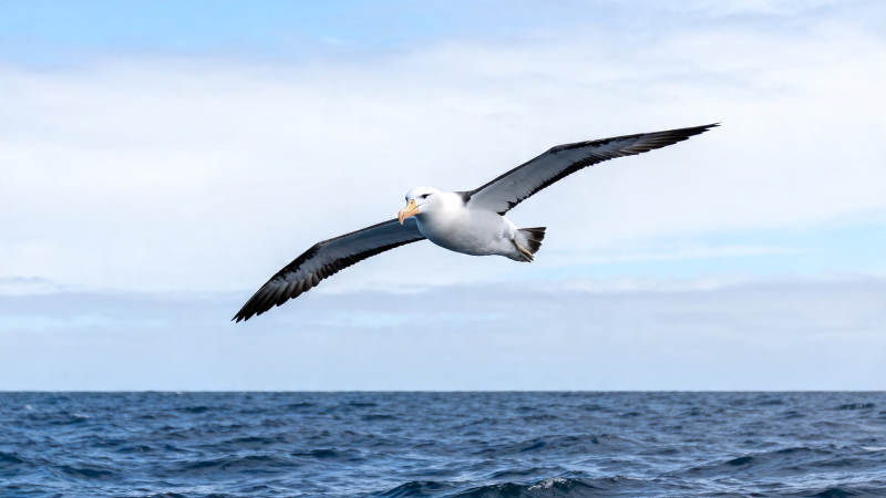 海鸟翱翔于碧海蓝天间图片