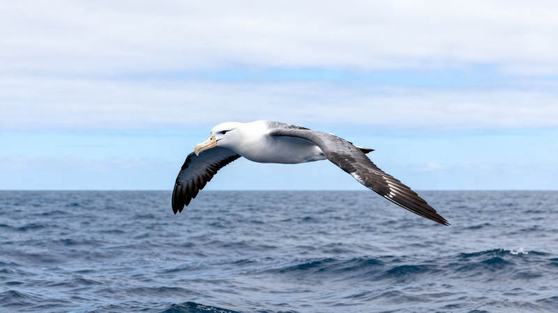 海鸟翱翔于碧波之上图片